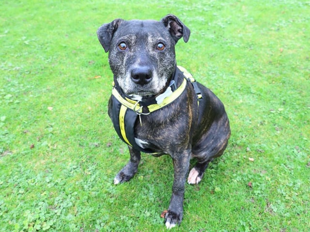 Mary is a gorgeous older girl who at 12 years young is looking for the quieter things in life. She can be one of lifes worriers so will need understanding owners who are willing to give her the time she needs to settle in. Mary is friendly with people once she has the time to get to know you. She can get quite attached to one person. She will need a settling in period of a good couple of weeks before her personality really starts to shine.