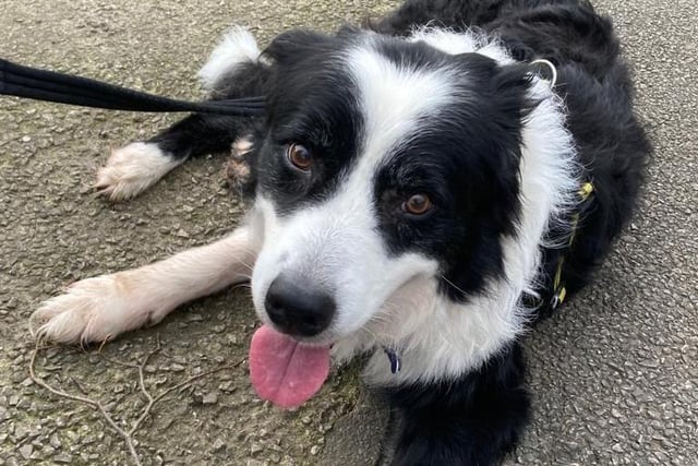 Lovely old Storm is looking for a quieter retirement home with someone who understands the quirky Collie nature. At 13 years young, he still chooses to play ball repetively but needs a little help and guidance on self settling. Storm would prefer a home with adults and whilst tolerant on walks, he would prefer to be the only pet in the home.