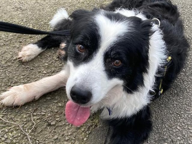Lovely old Storm is looking for a quieter retirement home with someone who understands the quirky Collie nature. At 13 years young, he still chooses to play ball repetively but needs a little help and guidance on self settling. Storm would prefer a home with adults and whilst tolerant on walks, he would prefer to be the only pet in the home.