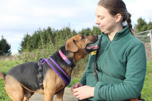 Taz is one of the pups looking for a family this week. Photo: Dogs Trust Leeds