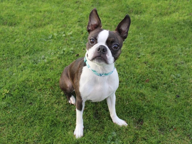 Boo is a very sweet 3-year-old Boston Terrier who is looking for a new start. She is a shy girl who needs time and space to come round and can be very uncertain of new people. If you let her do her own thing initially and let her get to know you in her own time, she will eventually let you in to her gang. She enjoys little walks in quiet areas and is fine around other dogs. She doesn't want to share her home with any other pets, but she will be able to have walking buddies when out and about.