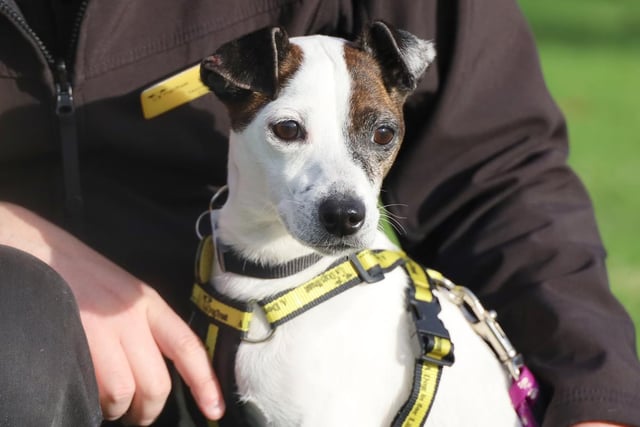 Beautiful little Belle loves a cuddle and shows no signs of slowing down her giddiness at 8 years young. She can be a bit of an escape artist so will need a home with a secure garden and she can jump pretty high for a small dog! Belle should be ok to live with sensible children over the age of 10 years and could potentially live with a playful doggy friend. She may need a little help with her housetraining when settling in somewhere new and an owner that doesn't mind sharing their furniture is a must.