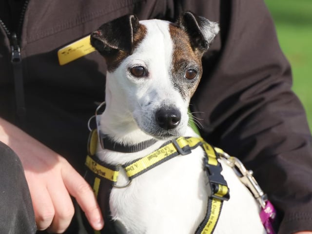 Beautiful little Belle loves a cuddle and shows no signs of slowing down her giddiness at 8 years young. She can be a bit of an escape artist so will need a home with a secure garden and she can jump pretty high for a small dog! Belle should be ok to live with sensible children over the age of 10 years and could potentially live with a playful doggy friend. She may need a little help with her housetraining when settling in somewhere new and an owner that doesn't mind sharing their furniture is a must.