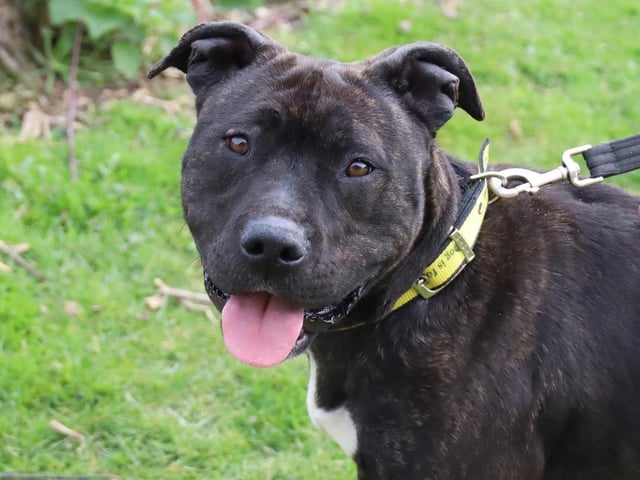 Delilah is an incredibly special lady that has won the hearts of all who have been lucky enough to spend time with her. Delilah has had quite a traumatic time; she came to Dogs Trust as a stray with a broken leg which had to be amputated. During her recovery, she fell on the site that was healing which was very painful, and then she became very scared about the outside world. Her confidence has grown again in the months since, exponentially since she has been living in a foster home. She is now ready to find her forever home and she's really hoping to be putting her paws up in front on the fire in time for Christmas.