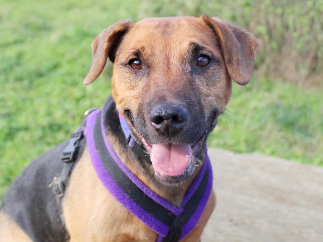 Taz is the absolute poster boy for all things Terrier! He's got loads of fun personality and loves the outdoors, but he's not one for too much hands on fussing. Once he really knows you, he does show an affectionate side, but he likes to be in control of any physical contact, so when he shows you he wants to have some alone time, just let him chill. At 10 years old he still has lots of life and energy in him.