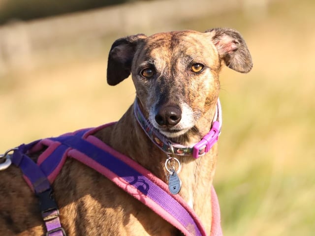 Fitting to her name, Twiggy has the most beautiful brown eyes in town! At six years old she is a typical laid back lurcher who loves nothing more than lounging around on the sofa. She is very loving with people but can be a bit nervous around other dogs, especially if they are a little loud or bouncy. Twiggy cannot live in a home with other pets due to her hunting nature, but she's happy to live with children over 12 and loves nothing more than curling up for a night at the bottom of their bed.