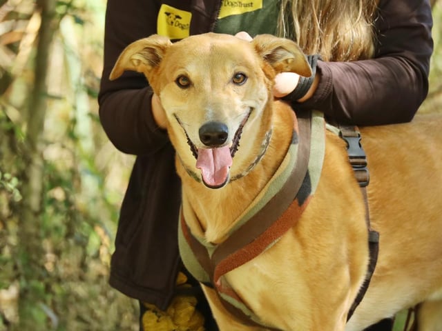 Jake is a very handsome six year old Lurcher. He is one of life's worriers though. He can be shy when he first meets you, but he's easily won over if you've got a few treats in your pocket! Once he knows you he is the softest lad you could meet. He just loves cuddling up with you and is so affectionate. He likes his walks and he also loves lounging on a sofa, a good walk somewhere quiet will keep him happy. He's manageable around other dogs but he doesn't like them in his personal space however he is happy to wear a muzzle out and about. Jake doesn't like being left on his own so he'll need his owners around all the time initially. He'll need to be the only pet in an adult only home where there will be no visiting children at all. He'll also need a good sized secure garden. Most importantly though, he needs owners who will share their sofa with him and who enjoy LOTS of cuddles! Jake will need multiple visits to get to know him before he is ready to fly the nest.