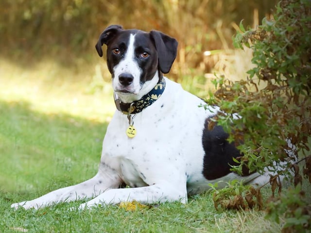 Stanley is an intelligent, interactive, and frankly stunningly beautiful chap. He is a big lad with a solid build, and he can be strong on lead at times - especially if there is a critter or two to chase! Stanley has been with us for some time and he has previously been rehomed and returned due to his behaviour. Because of this, he is looking for an owner with dog experience, time on their hands, an interest in training and behaviour, and who has a Stanley-sized-space on their sofa! He is worried by new faces so introductions need to be gradual. His new owners would need to commit to doing multiple meets to get to know Stanley.