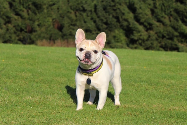 Your very own pocket pal, Demi is a lovely five-year-old French Bulldog who likes to play with her toys in the garden and lounge about in the sun. Ideally Demi needs a home with owners who have previous experience owning a dog as she does have a few little quirks- that make her all the more adorable of course! She isn't too keen on other pups so she would need to be the only dog in the home too.
