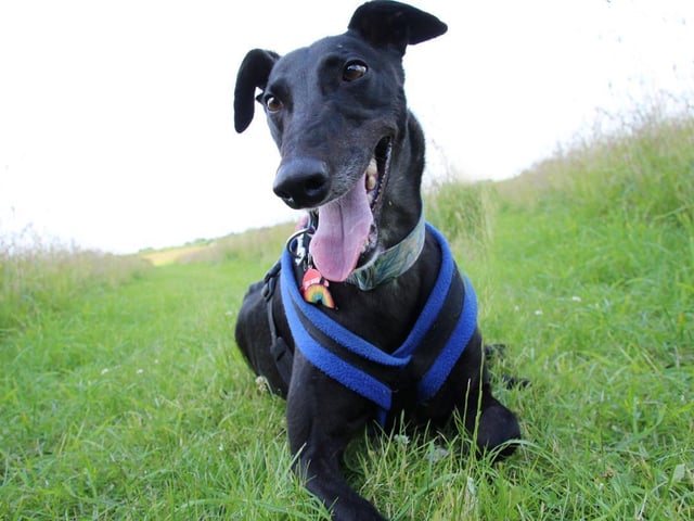 An ex-race dog, Eddie is a friendly pup who loves to go running and play with his squeaky toys. He's vibrant dog and is full of energy, but loves to curl up next to you on the sofa to wind down after a busy day. Eddie is able to mingle with other dogs but likes his own space, preferring quieter walks where he can explore. Due to his high prey drive he is required to wear a muzzle out and about, but this does not phase him! Eddie is a little uncomfortable around children so an adult only home is best, and although he is used to having his owners around all the time he is able to adapt to them being away for short periods.