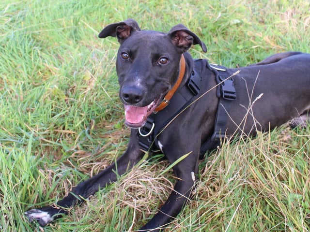 What a handsome boy! Beau is a lovely little lurcher pup full of energy who always wanted to play. He loves humans and dogs alike and has no fear approaching other dogs in the park to make friends. Beau needs an owner who has the time to train him (ideally using his favourite snacks!), and needs his walks to be on relatively flat grounds due to his bowed legs- no mountains please!