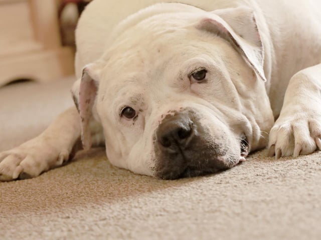 Major is big handsome American bulldog who at 11-years-old needs to find a new family to call his own. He can be a little shy when you first meet him but comes round quickly if there are some tasty treats coming his way! He's a very sweet lad who can get very playful when the mood takes him. He enjoys his walkies too but he is very strong on his lead so not for the faint of heart. He has a history of being housetrained but may need a little refresher as he settles in to his new life. One thing is for sure, with Major around you'll never be lost for affection! He cannot live with very young children but over 14s will be fine, as long as they're happy around larger dogs. He is fine around other dogs when out and about but doesn't like to share his home so he'll need to be the only pet. He will need someone around all the time, but that just means more fun and snuggles with him! Major has a few medical issues and new adopters will need to take these costs into account.