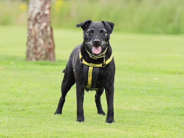 Don't let Billy's age fool you- even at 11 years old this bouncy pup will be running circles around you in no time! A gorgeous Patterdale Terrier, he enjoys the company of people and likes playing with his toys all day long. Billy doesn't like to be left alone much, so his owners would need to be by his side most of the time. He's more than happy to be rehomed with children over 12, and as long as he's given his space he's a warm, cuddly boy with plenty of energy.