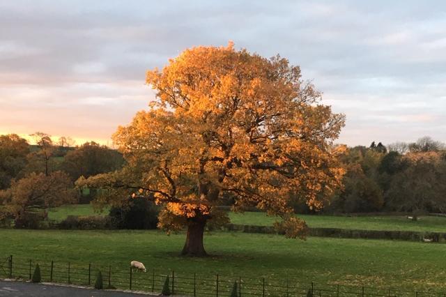 A 200-year-old oak in Crimple Valley at sunset, by Richard Murphy.