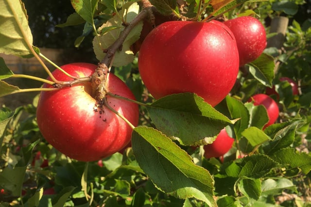 Tasty Red Devil apple, taken by Morag Ross.