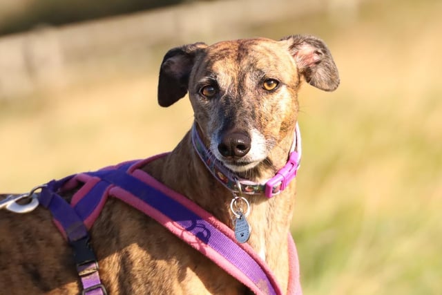 Fitting to her name, Twiggy has the most beautiful brown eyes in town! At six years old she is a typical laid back lurcher who loves nothing more than lounging around on the sofa. She is very loving with people but can be a bit nervous around other dogs, especially if they are a little loud or bouncy. Twiggy cannot live in a home with other pets due to her hunting nature, but she's happy to live with children over 12 and loves nothing more than curling up for a night at the bottom of their bed.