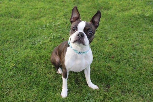 Boo is a very sweet 3-year-old Boston Terrier who is looking for a new start. She is a shy girl who needs time and space to come round and can be very uncertain of new people. If you let her do her own thing initially and let her get to know you in her own time, she will eventually let you in to her gang. She enjoys little walks in quiet areas and is fine around other dogs. She doesn't want to share her home with any other pets, but she will be able to have walking buddies when out and about.