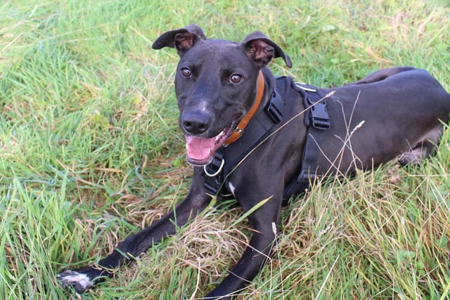 What a handsome boy! Beau is a lovely little lurcher pup full of energy who always wanted to play. He loves humans and dogs alike and has no fear approaching other dogs in the park to make friends. Beau needs an owner who has the time to train him (ideally using his favourite snacks!), and needs his walks to be on relatively flat grounds due to his bowed legs- no mountains please!