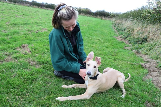 Gorgeous Lucy is still a baby at only 6 months old and could potentially be a big dog once fully grown. She is very friendly with people but will jump up and also nibble hands and feet so isn't suitable for families with children (adult only). Lucy will need to attend our dog school classes to teach her the basics and also to allow her to socialise with other puppies. Lucy may live with the right dog in the home. It will need to be a playful but calmer dog as Lucy can be vocal and nippy when playing.