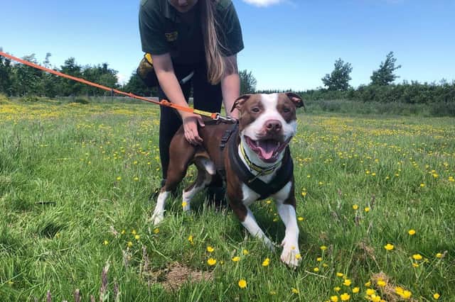 Bruno is looking for his forever home. Photo: Dogs Trust Leeds