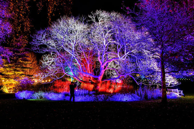 Winter Illuminations at RHS Harlow Carr