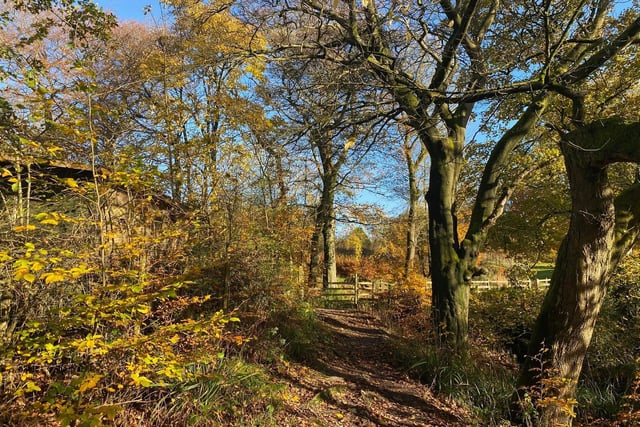 Howard Smith sent in this beautiful photo of autumnal views at Alkincoats Woodland Local Nature Reserve.