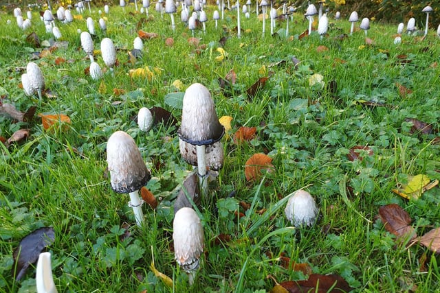 Chris Byrne has sent in this fantastic photo of mushrooms growing in Ightenhill, Burnley.