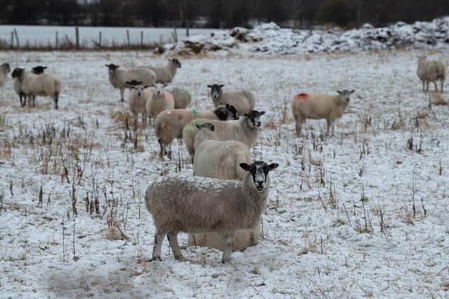 Sheep in the snow at Woodlesford, Leeds