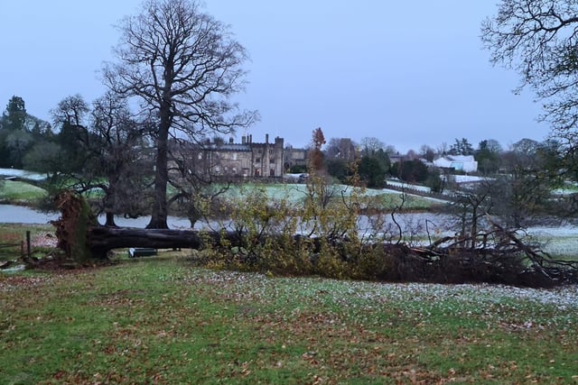 This image sent in by Sir Thomas Ingilby shows one of the large beech trees at Ripley Castle having been felled by Storm Arwen.