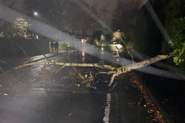 Kate Caine sent us in this image of a fallen tree in Harrogate.