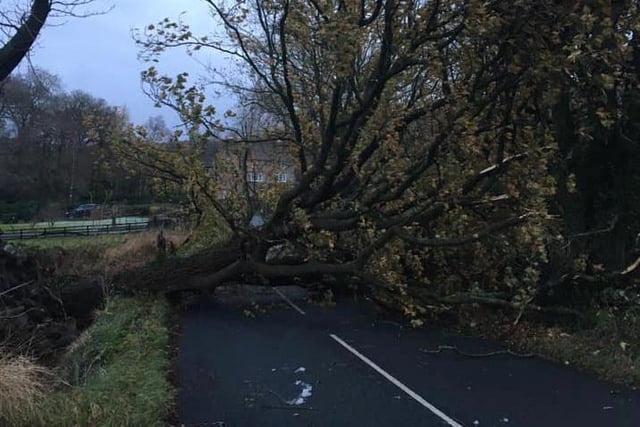 A felled tree, the victim of Storm Arwen, sent in by Neil Mallinson.