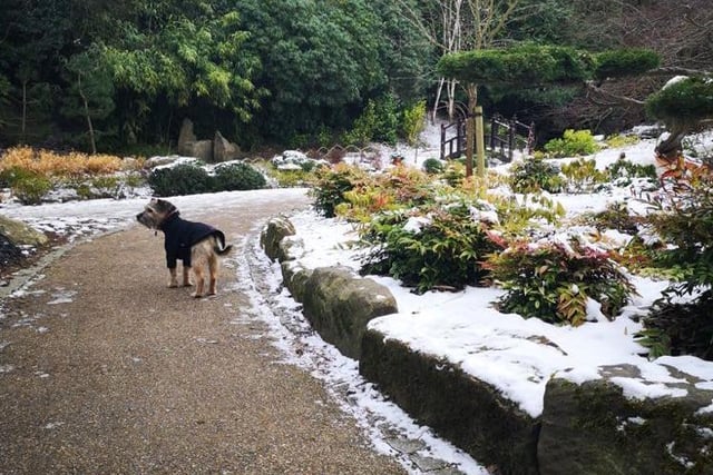 Betsy takes in the sprinkling of snow on her walk around Harrogate with Phil Standen this morning.
