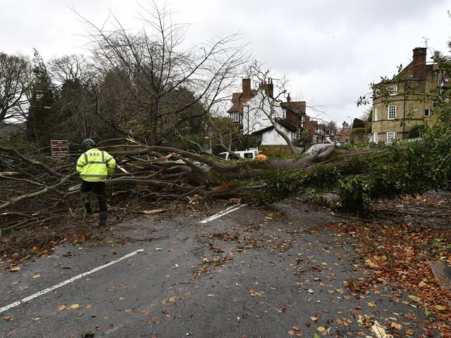 A fallen tree on Station Road.
