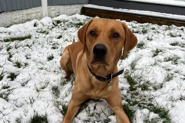 Jessica Lodge: Our Labrador loving the snow
