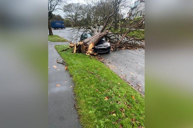 A car is crushed by a fallen tree on Ryndle Crescent.