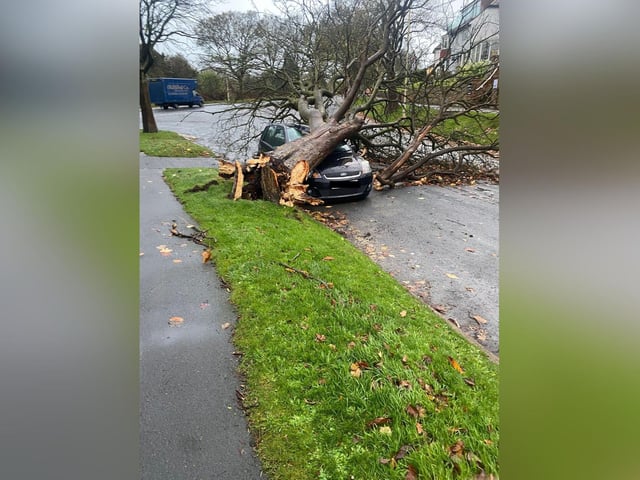 A car is crushed by a fallen tree on Ryndle Crescent.