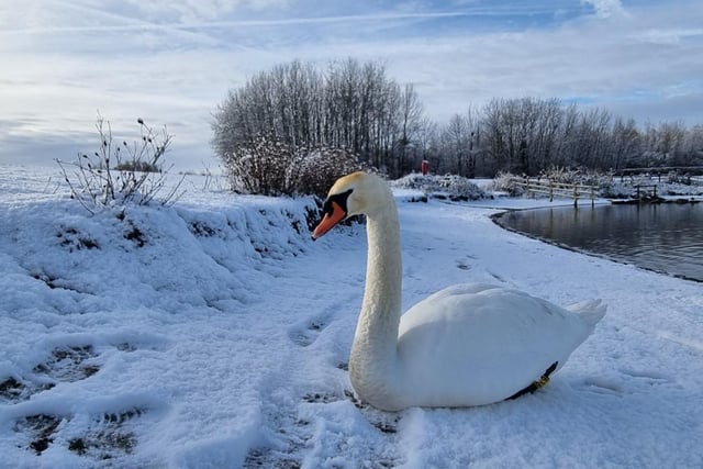 Sue Billcliffe took this photo of a snowy Swan at Anglers Country Park, Wintersett.