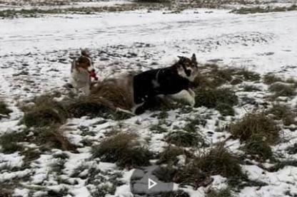 Janet Thickbroom shared a photo of Zumba and Dasher on Heath Common.