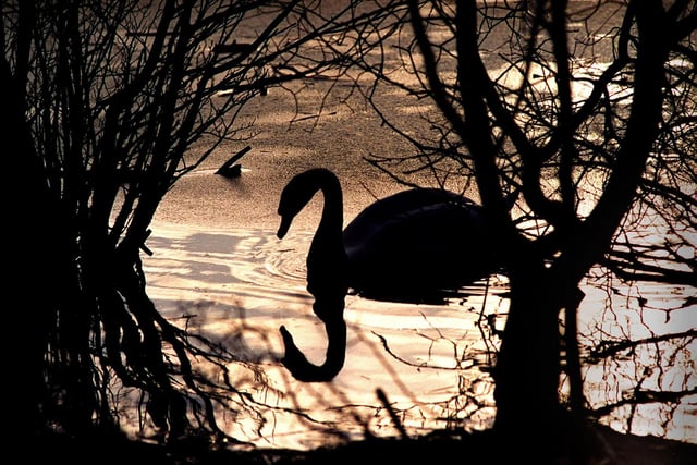 A swan is restricted to swimming near the banks of the lake at Golden Acre Park owing to the water being iced over.
