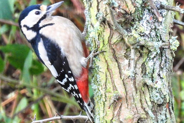 A greater spotted woodpecker in Farnham, by Paul Birtwhistle.
