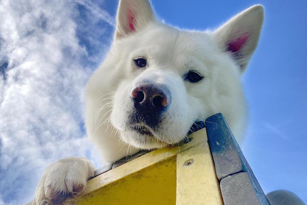 Can you give Winter a home this Christmas? Photo: Dogs Trust
