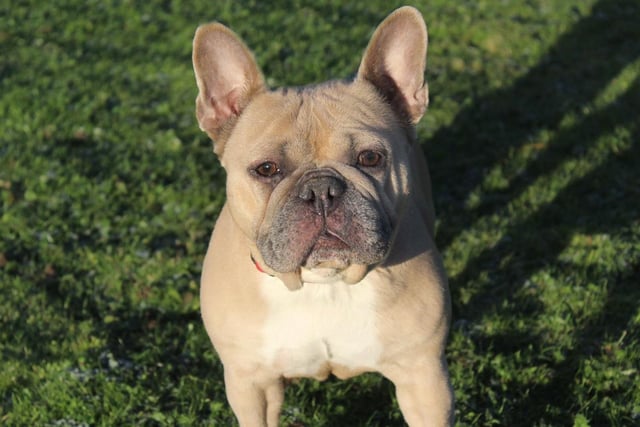 Angelica is a 5 year old Frenchie with a sweet but shy nature. She does form attachments really quickly so it wont be long before she is snuggled up on your knee which is her favorite place to be. Angelica will need several visits to the centre to get to know you before she is ready to go home and initially will need her owners to be around all the time until she builds up the confidence to be left alone.