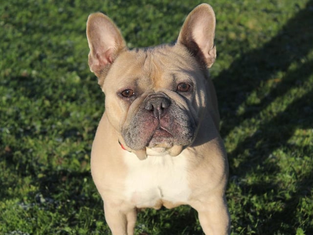 Angelica is a 5 year old Frenchie with a sweet but shy nature. She does form attachments really quickly so it wont be long before she is snuggled up on your knee which is her favorite place to be. Angelica will need several visits to the centre to get to know you before she is ready to go home and initially will need her owners to be around all the time until she builds up the confidence to be left alone.