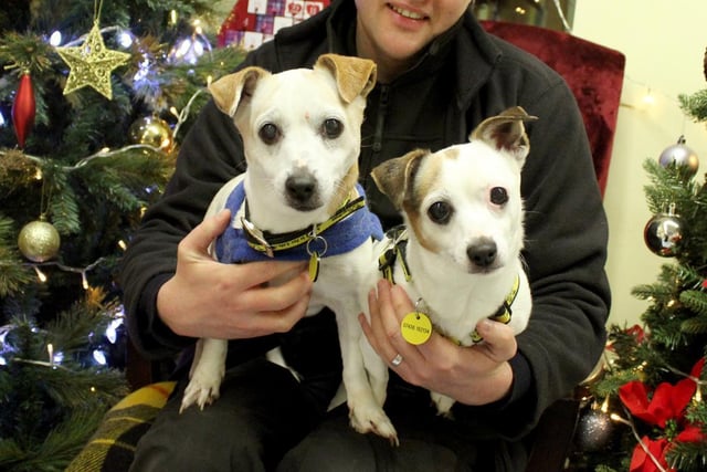 Dotty & Lola are a super sweet Mother and Daughter pair who are inseparable. They are looking for a home together where they can play, snooze and enjoy the quiet life. At 9 and 11 years old they are still an active pair who love their walks but will also spend the afternoon snoozing away on the sofa.