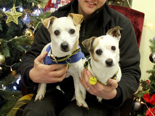Dotty & Lola are a super sweet Mother and Daughter pair who are inseparable. They are looking for a home together where they can play, snooze and enjoy the quiet life. At 9 and 11 years old they are still an active pair who love their walks but will also spend the afternoon snoozing away on the sofa.