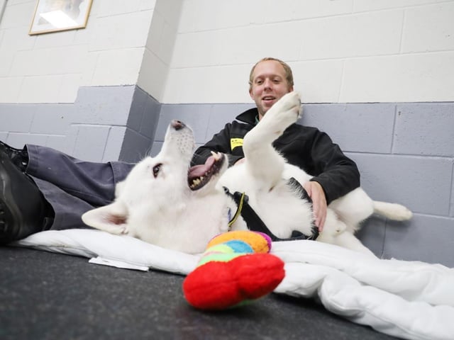 Winter is a superb looking 7 year old Akita. All his handlers adore him as he is a big fluffy cuddle monster. Winter can be a little aloof with strangers but once he has that special bond he will be a friend for life. Winter is managable around dogs but would prefer quieter dog walking areas, he will also need to be the only pet in an adult only home. He is not demanding for exercise and would suit a less active household who have a large secure garden that he can potter round in to his hearts content.