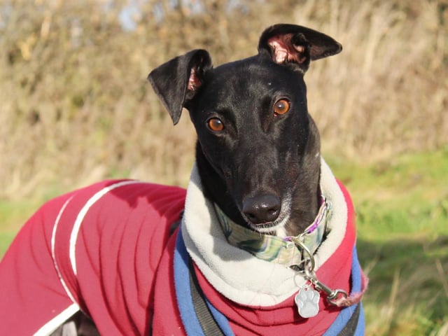 Eddie is a 5-year-old Greyhound who since retiring from his racing career is looking for a new home to put his paws up in! He's everything you'd want in a long dog! Graceful, friendly, playful, very loving, and super handsome to boot. He walks perfectly on lead and really enjoys his adventures. Like all ex-racers, he happily wears his muzzle out and about. He's completely manageable around other dogs but doesn't like to share the limelight so he's looking for a home as the only pet. He's housetrained already and loves chilling on the sofa, so once he's settled in his new home, you'll have a sofa buddy for life!