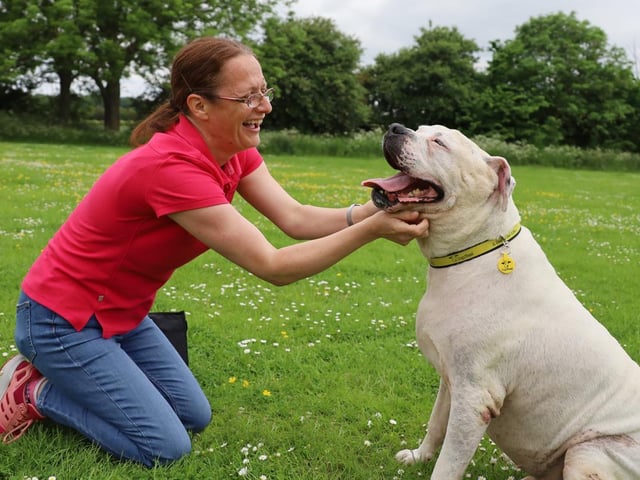 Major is just a big snuggly pudding of a dog! He loves being around people and never stops showering his friends in love and affection. He takes a couple of meets before he'll show his true 'soft-lad' character, but with a few tasty treats in your pocket you'll be snuggling on the sofa in no time! At 11 years old he's proved that you can teach an old dog new tricks! He used to be super strong on lead but now walks beautifully. He can still be strong if an exciting smell catches his attention but most of the time he's good as gold. He can get playful when the mood takes him, but mostly he likes to chill.