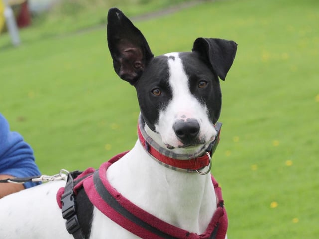 Meet our super star Joey! He is an 18 month old lurcher who arrived at Dogs Trust as a young and unruly adolescent with little self control. After a lot of hard work and a dedication from the staff Joey has come on leaps and bounds and is ready to find his special someone. Joey is a friendly dude but can get over excited and jump up but he has been working hard on his self control and the difference is amazing. Joey needs to build up a firm relationship with his new owner and to do this he will need regular visits to the centre over a period of time.