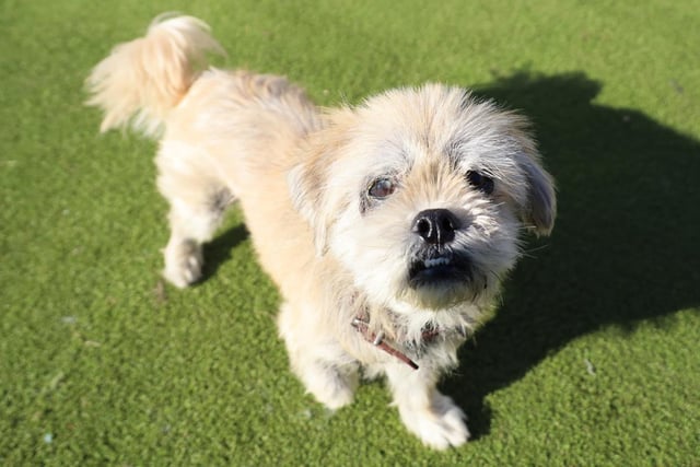 At 10 years old, little Coco has found himself needing to find a new home through no fault of his own. He's a sweet lad who does show affection to his trusted humans but isn't one for too much fuss or handling. He enjoys a quiet life and a gentle potter. He likes to walk in areas where he won't have other dogs coming close to him as he can be a little yappy when they're around. He's very manageable out and about though. He has a skin condition that requires ongoing tablets and medicated baths for the rest of his life and our Vet will be happy to discuss the ongoing costs of this. His sweet and gentle nature is guaranteed to make you smile.